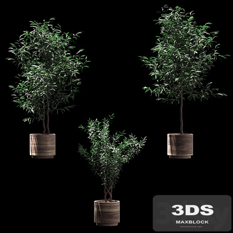 Plants in wooden pots. 3 models