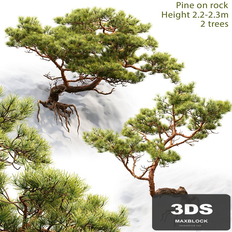 Pine