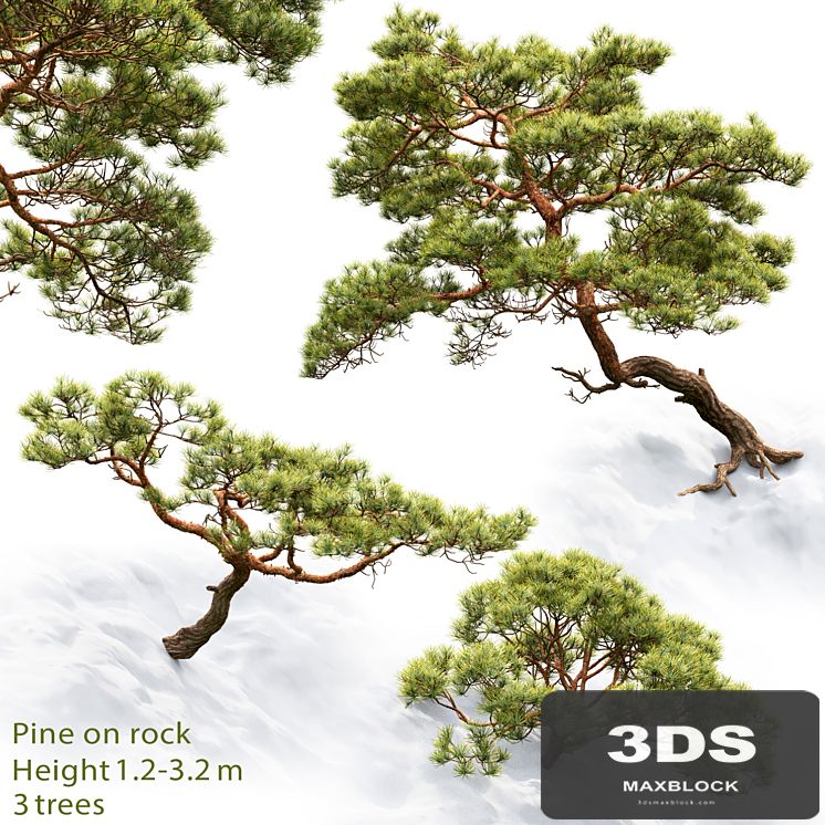 Pine