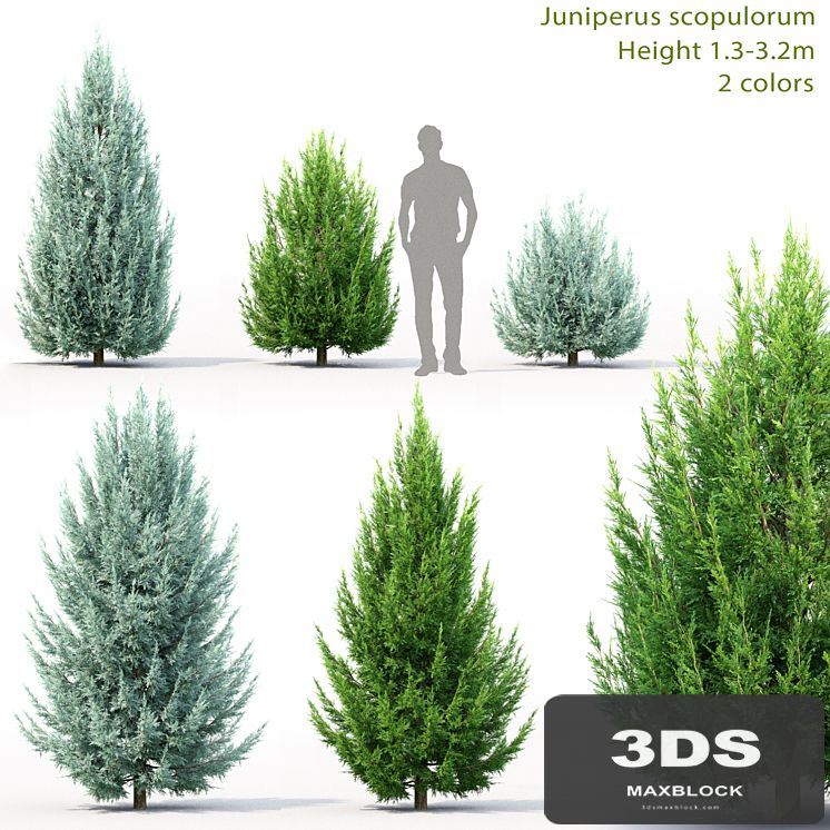 Juniperus scopulorum # 3