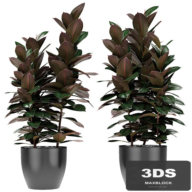 Plant in Pot Flowerpot Exotic Plant