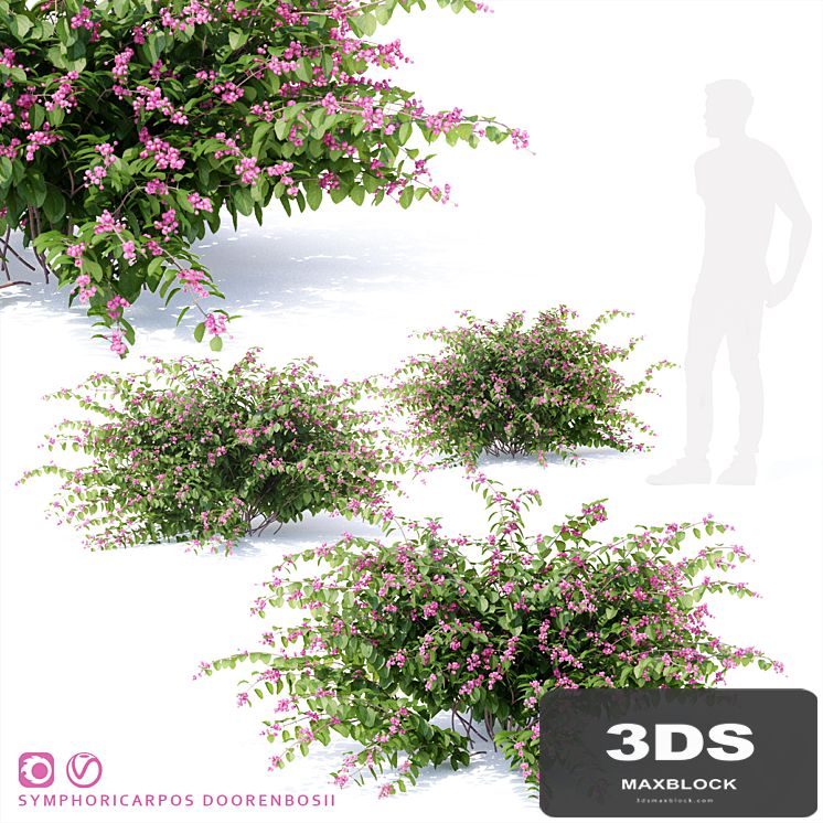 Snowberry Dorenbose bush | Symphoricarpos doorenbosii