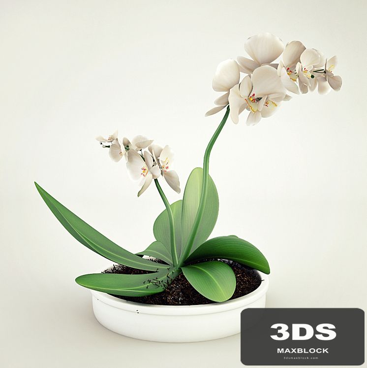 Orchid