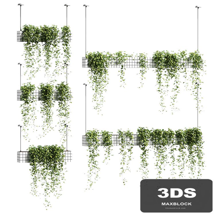 Ivy in hanging flower pots. 5 models