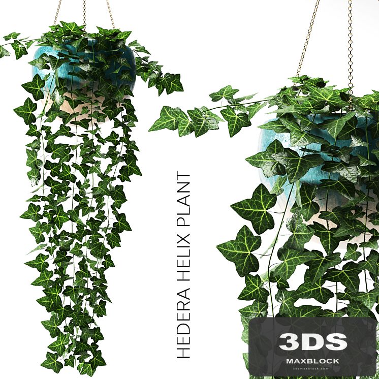 hedera helix plant