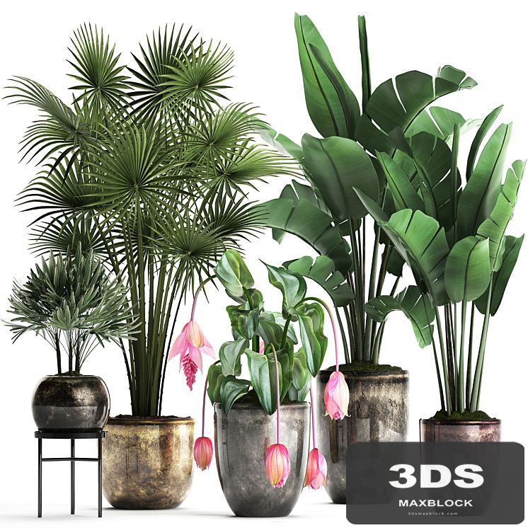 Plant Collection 373. Exotic plants, fan palm, banana, rapis, strelitzia, bush, luxury pot, flowerpot, decor, Raphis palm