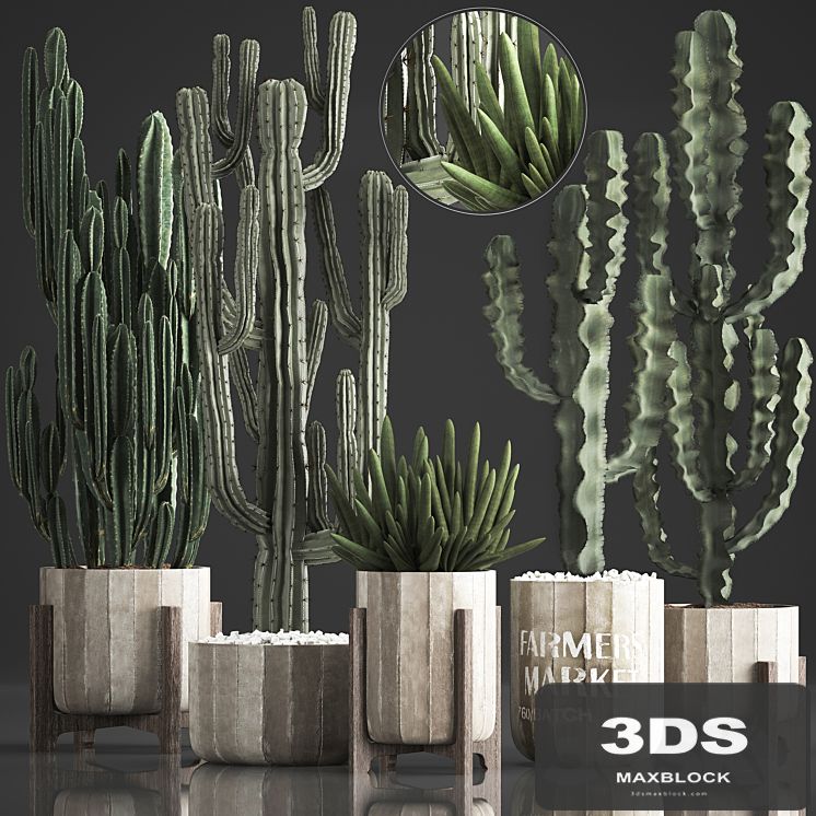 Plant Collection 374. Cactus, concrete flowerpot, cereus, spurge, carnegia, indoor cactus, desert plants, concrete pot