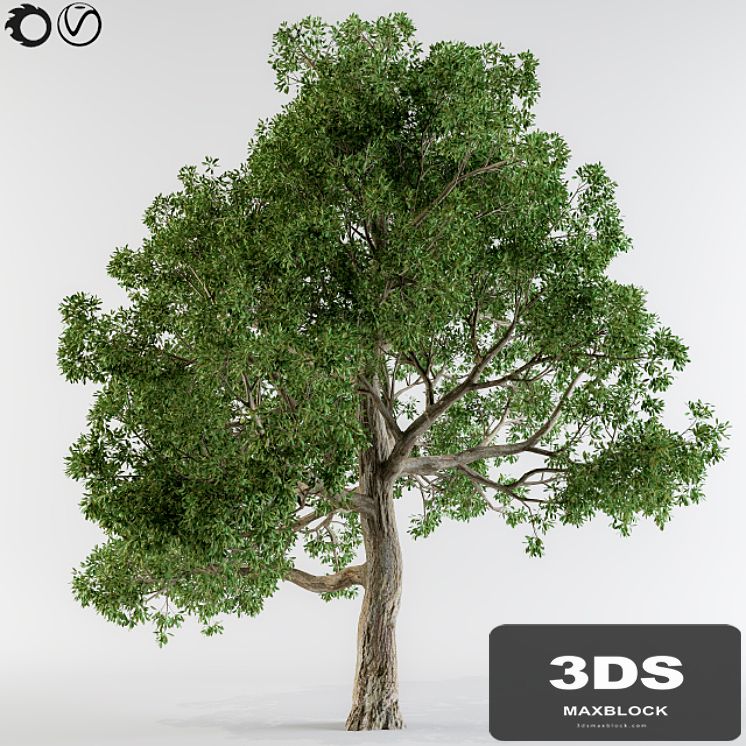 Broadleaf tree