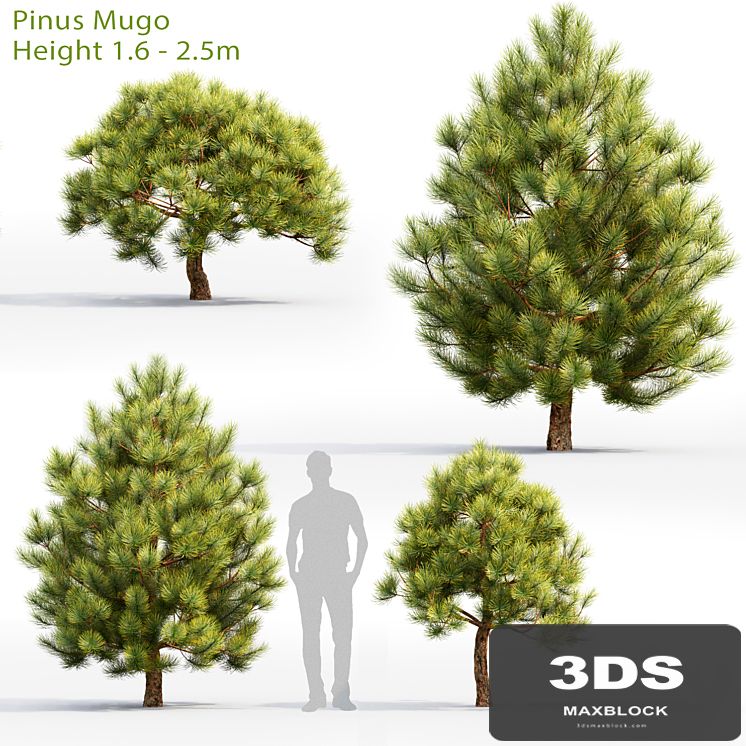 Pine