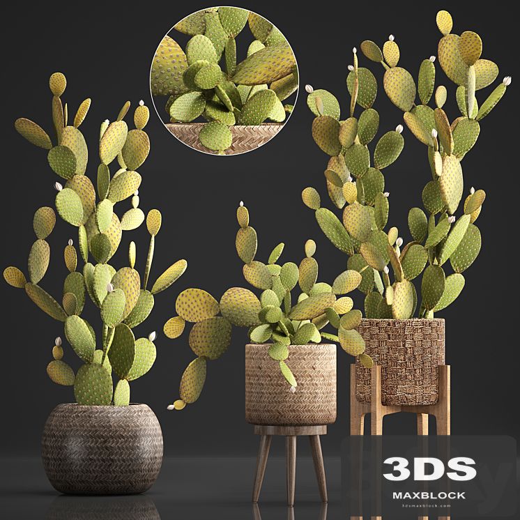 Plant Collection 375. Cactus set. cacti, basket, rattan, prickly pear, indoor cactus, Prickly pear, eco style, design, natural materials