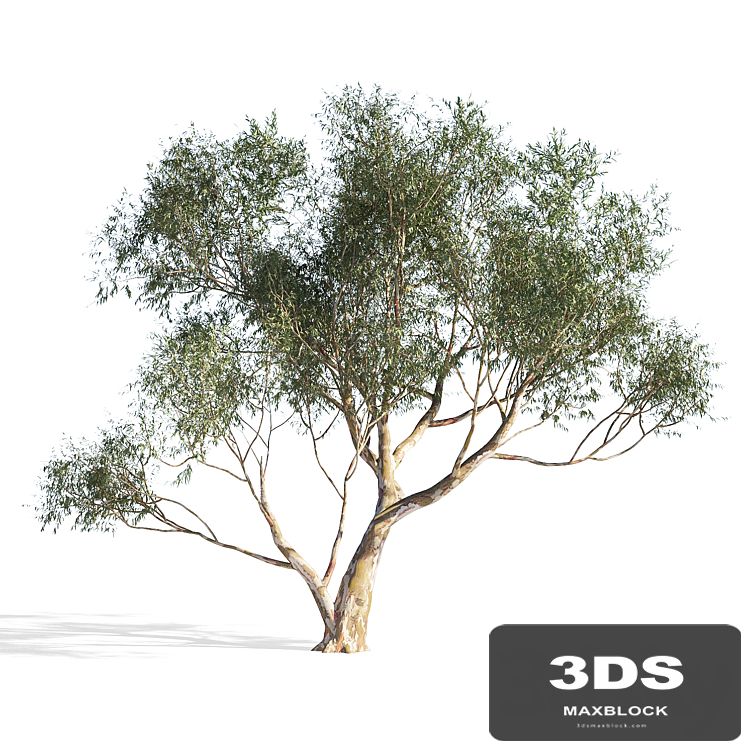 Eucalyptus 6