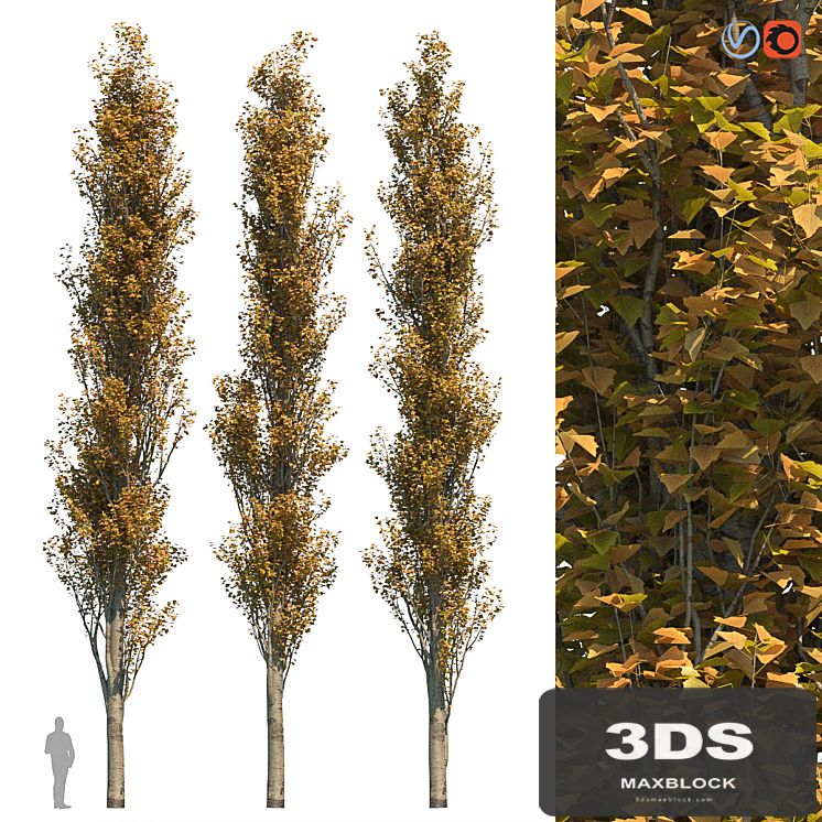 Poplar Pyramidal 15m Autumn