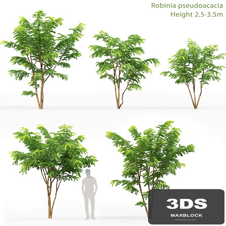 Robinia Pceudoacacia
