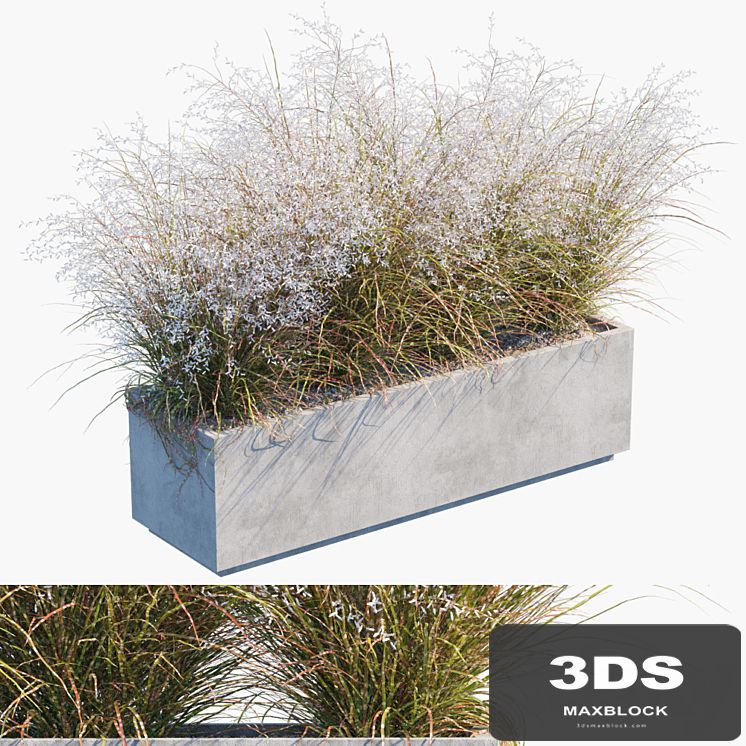 Plant in pots # 24: Miscanthus flowering