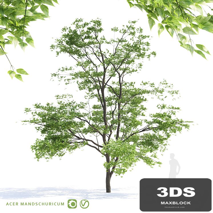 Maple tree Manchu | Acer mandschuricum v2