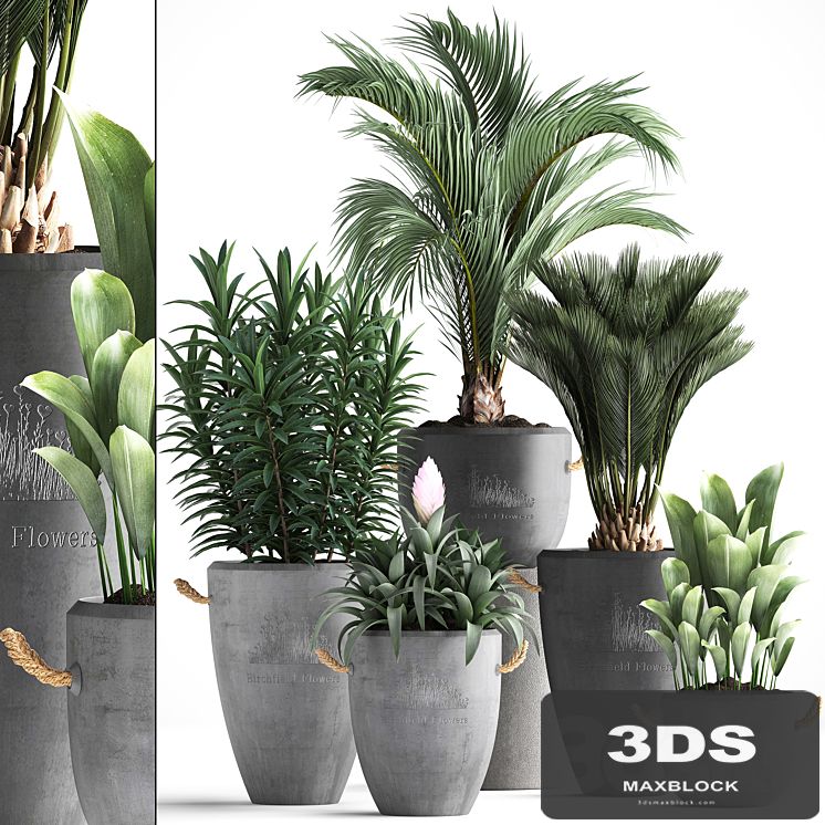 Plant Collection 379. Concrete pot, ornamental palm tree, bromeliad, date palm, oleander, indoor plants, outdoor, bushes, interior, exotic