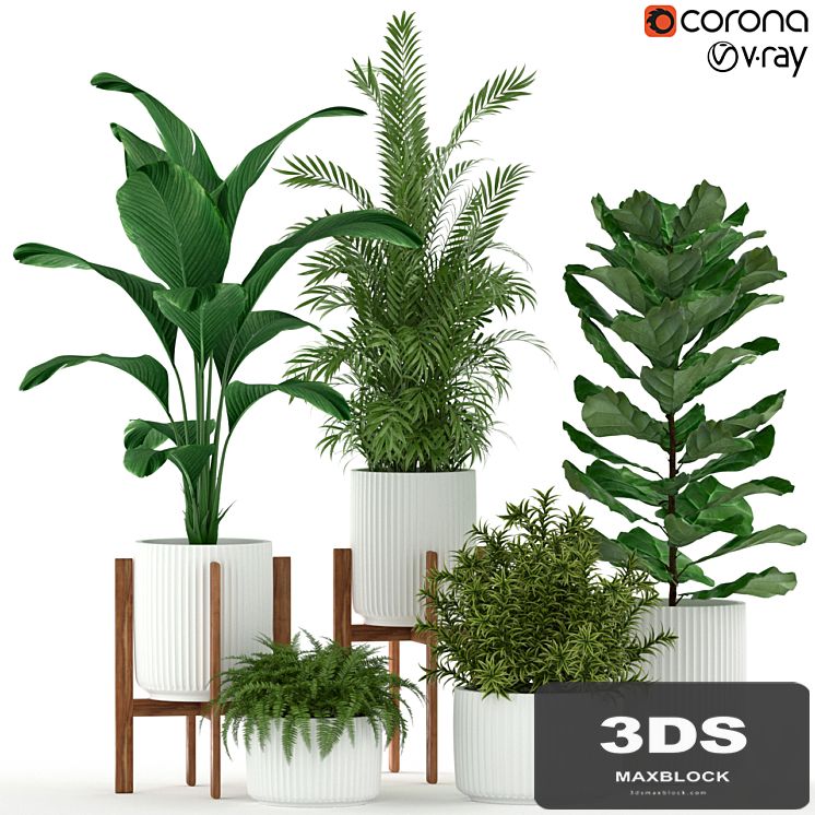 Plants collection 194