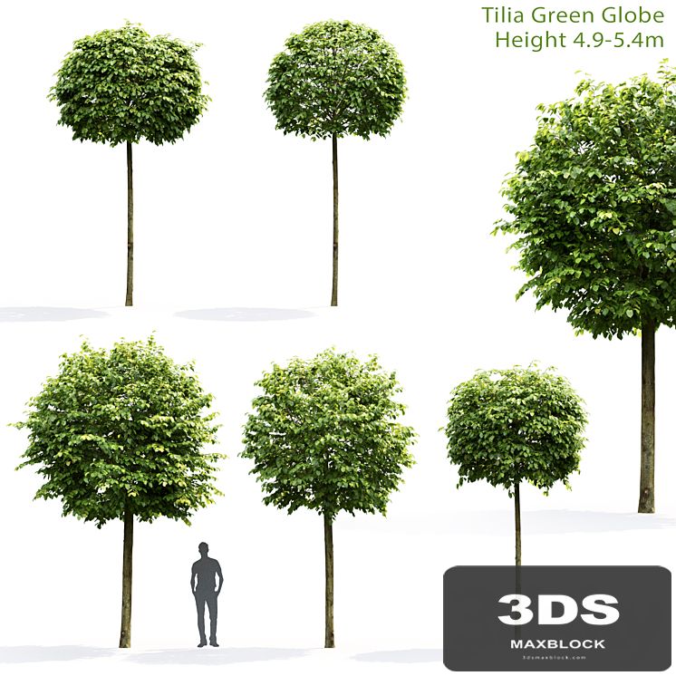 Tilia Green Globe