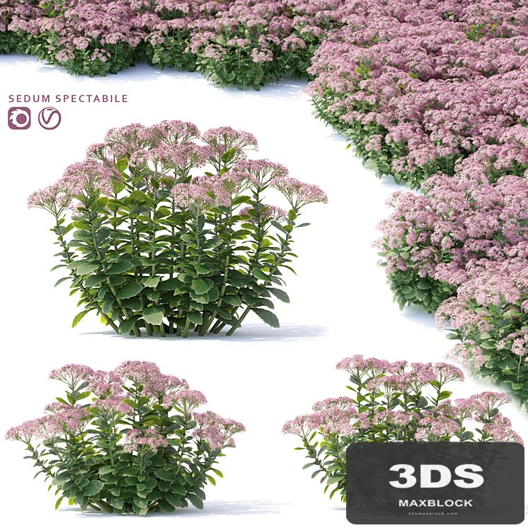 Sedum prominent Flowers | Sedum spectabile