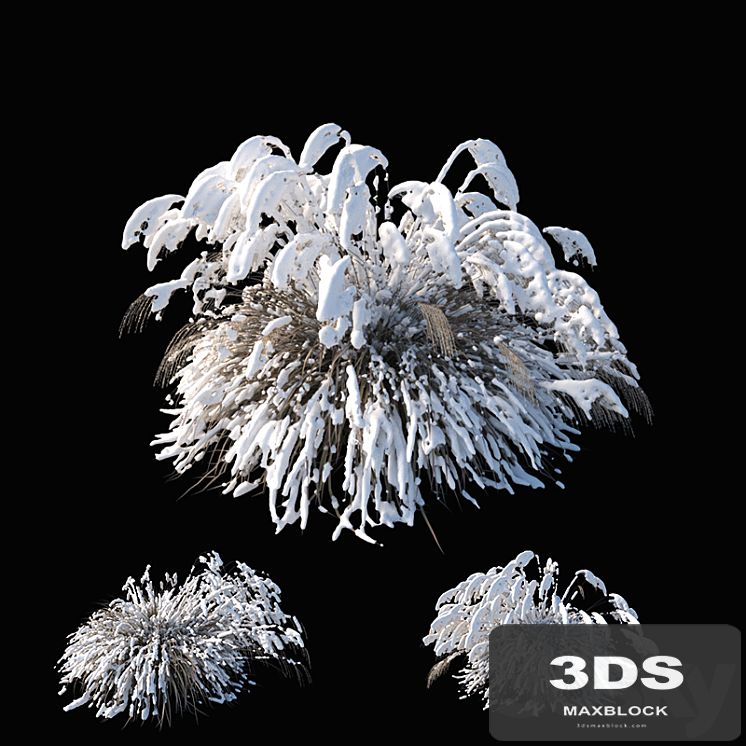 Miscanthus sinensis winter model