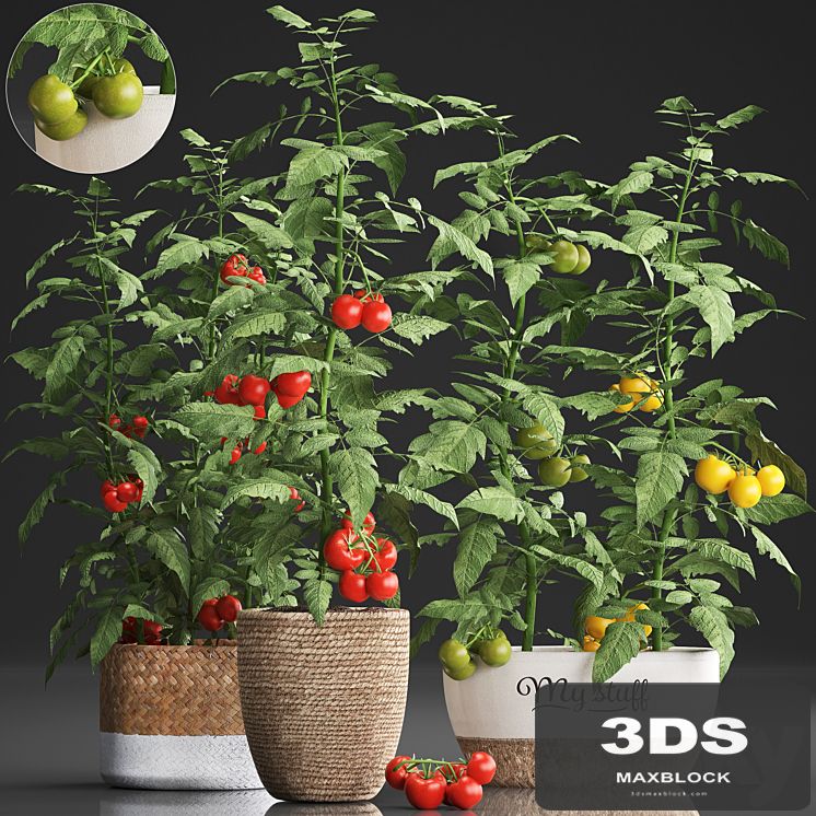 Collection of plants kitchen garden vegetable garden in modern pots planters with vegetables, tomato bush, kitchen greens, cherry, yellow, green, red. Set 385.