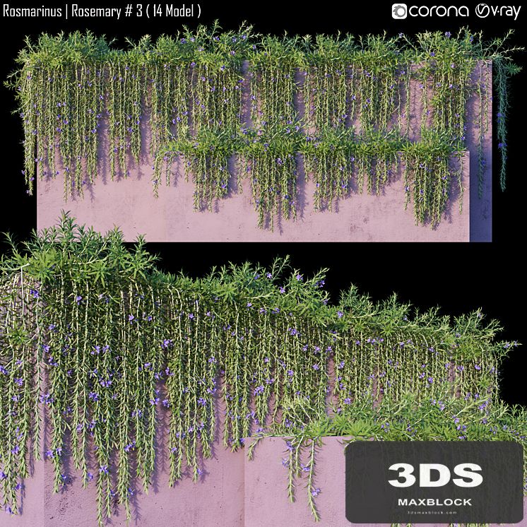 Rosmarinus | Rosemary # 3 (14 Model)