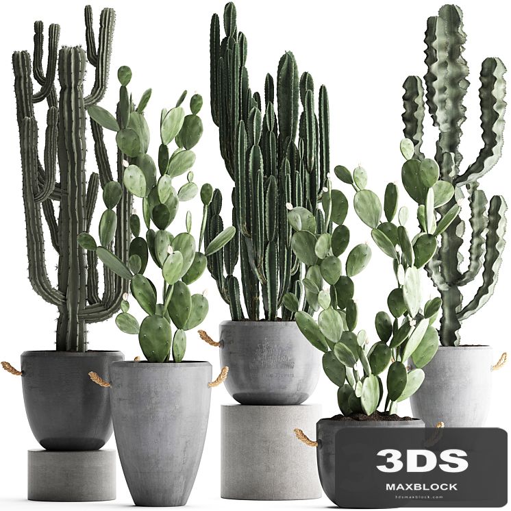 Collection of beautiful cacti in modern concrete pots and vases with Cereus, Prickly pear, indoor plants, outdoor, desert plants. Set 386.