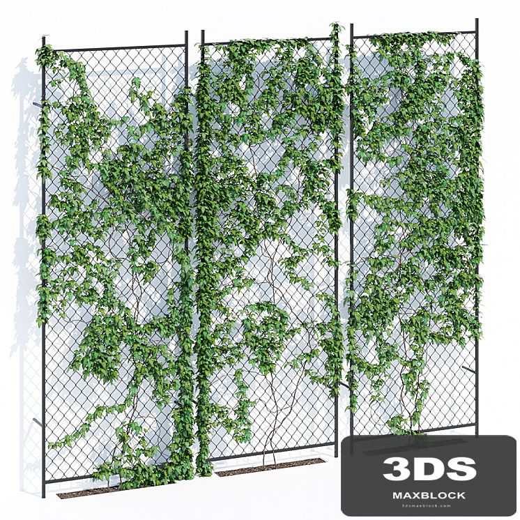 Ivy wall