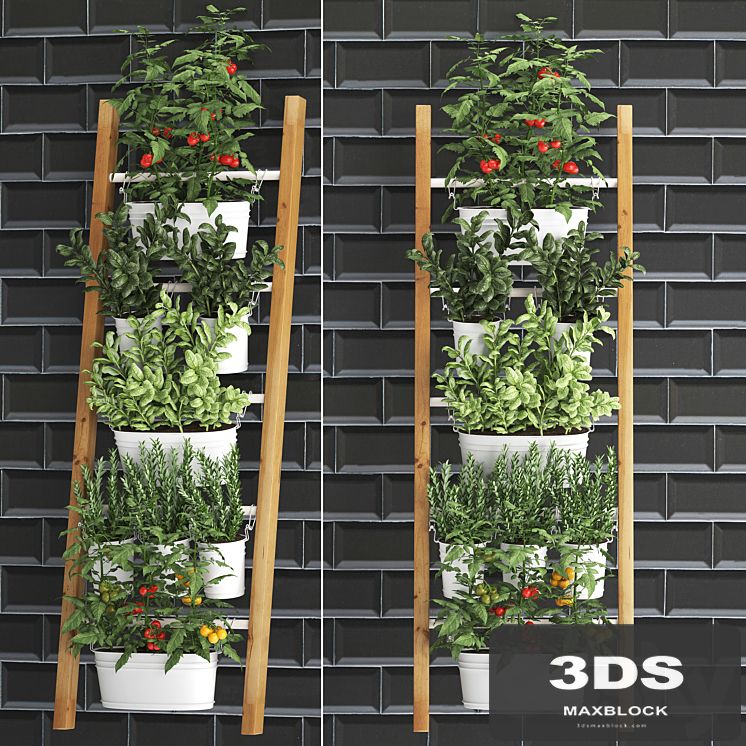 Collection of plants kitchen garden vegetable garden in pots buckets railing ladder black tile apron with vegetables, tomatoes, rosemary, basil, Vertical landscaping. Set 35.