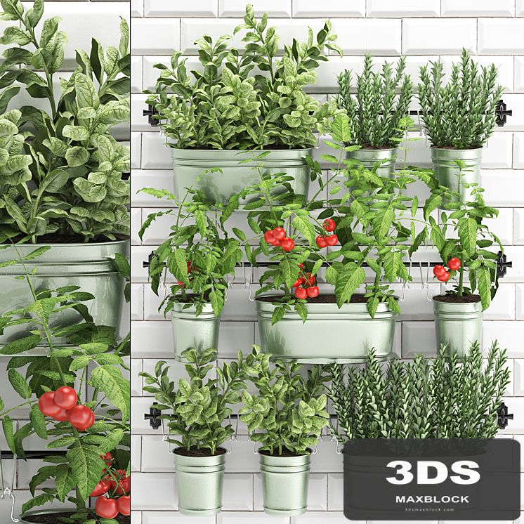 Collection of plants kitchen garden potted vegetable garden railing white tile apron with vegetables, herbs, tomatoes, rosemary, basil, Vertical landscaping. Set 39.