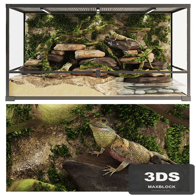 Terrarium Agama
