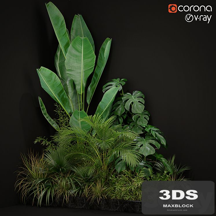 Plants collection 196