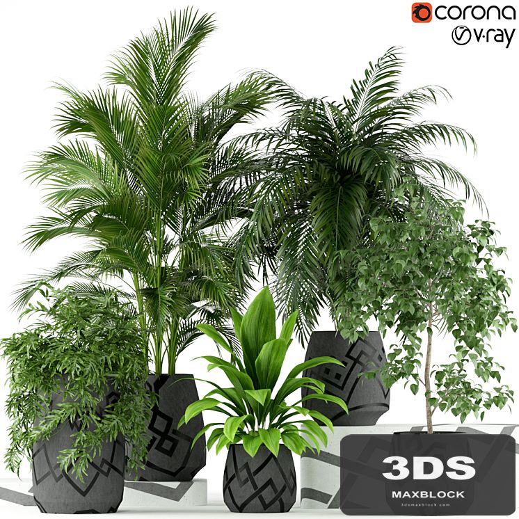 Plants collection 195