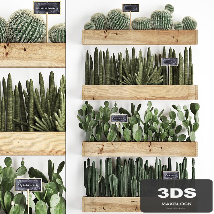 Collection of plants vertical gardening in wooden wall pots shelves with Cacti, cereus, sansevieria, Prickly pear. Set 42.