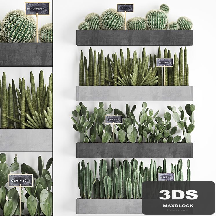 Collection of plants vertical gardening in wooden wall-mounted black pots shelves with Cacti, cereus, sansevieria, Prickly pear. Set 43.