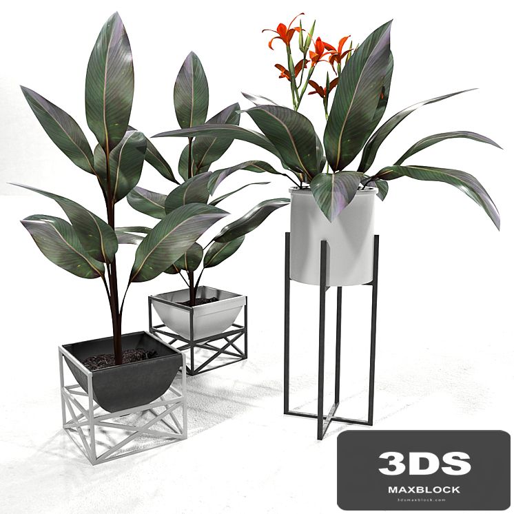 Canna plant set 2
