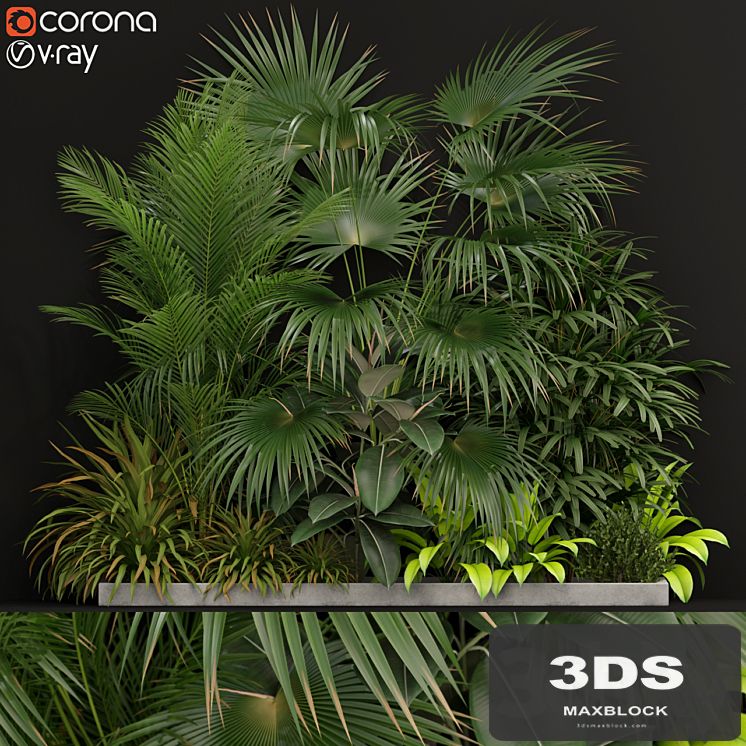 Plants collection 197