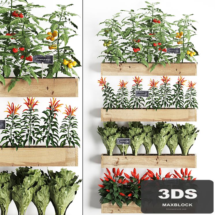 Vertical gardening in wooden wall boxes pots with kitchen garden, vegetable garden, vegetables, herbs, peppers, tomatoes, tomatoes, lettuce. Set 45.