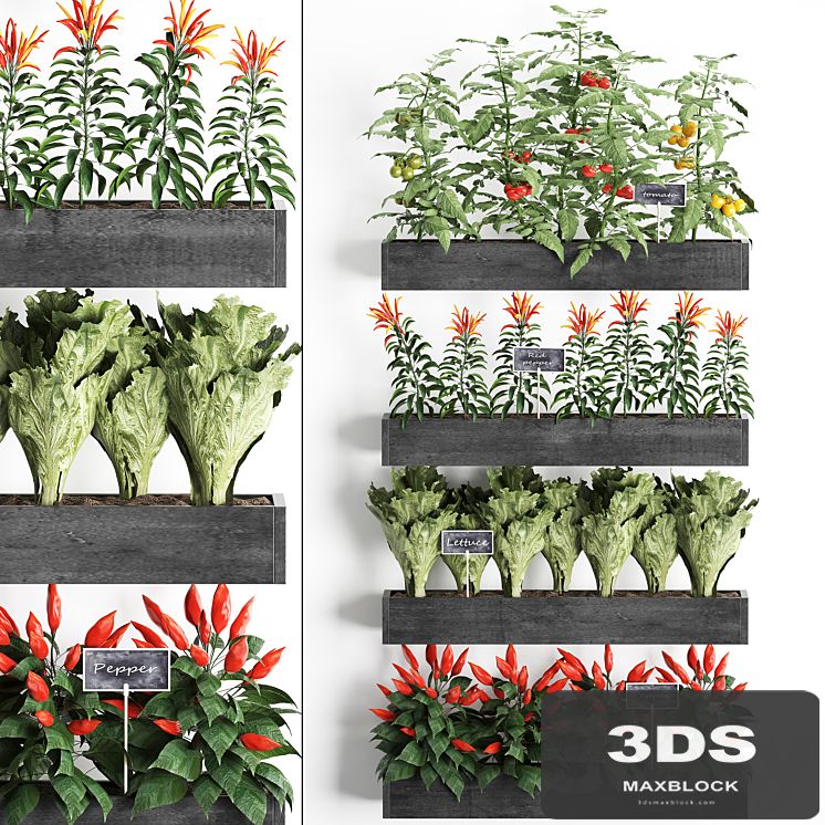 Vertical gardening in wooden wall boxes pots with kitchen garden, vegetable garden, vegetables, herbs, peppers, tomatoes, tomatoes, lettuce. Set 47.