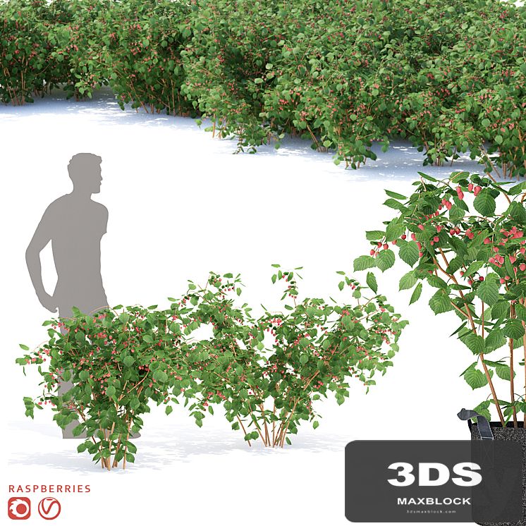 Raspberry bushes | Raspberries
