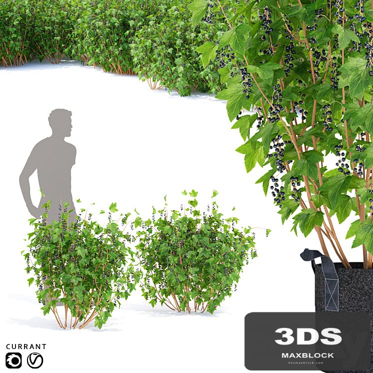 Currant bushes | Currant