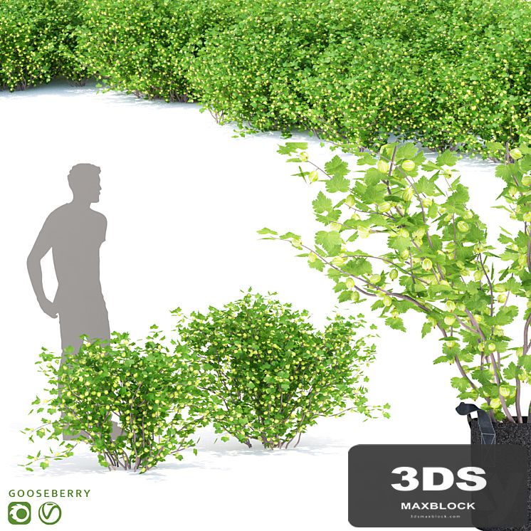Gooseberry bushes | Gooseberry