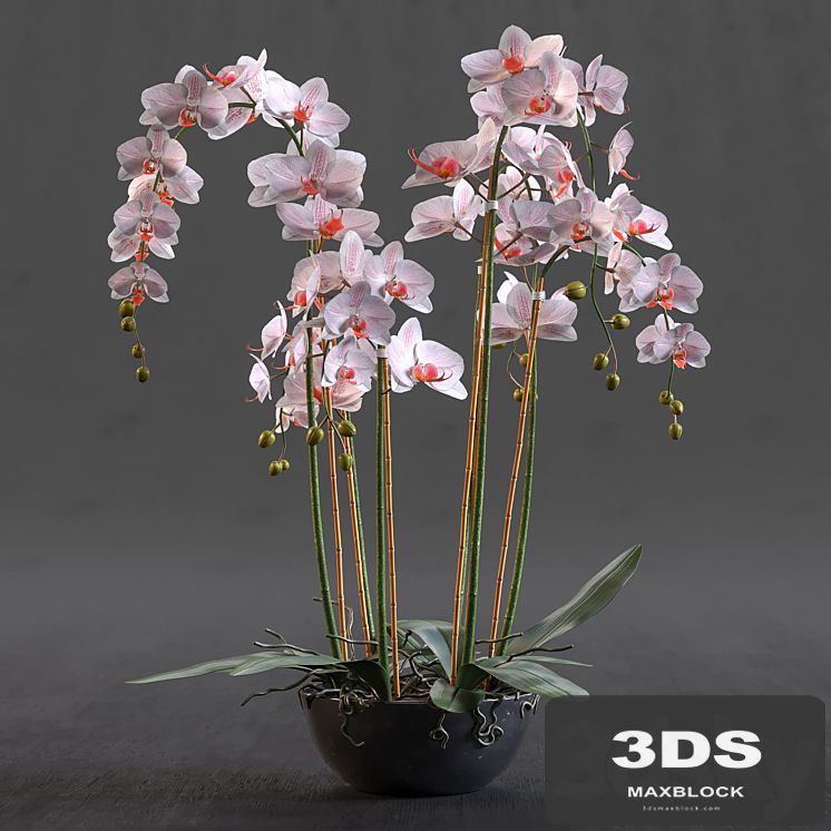 Orchid