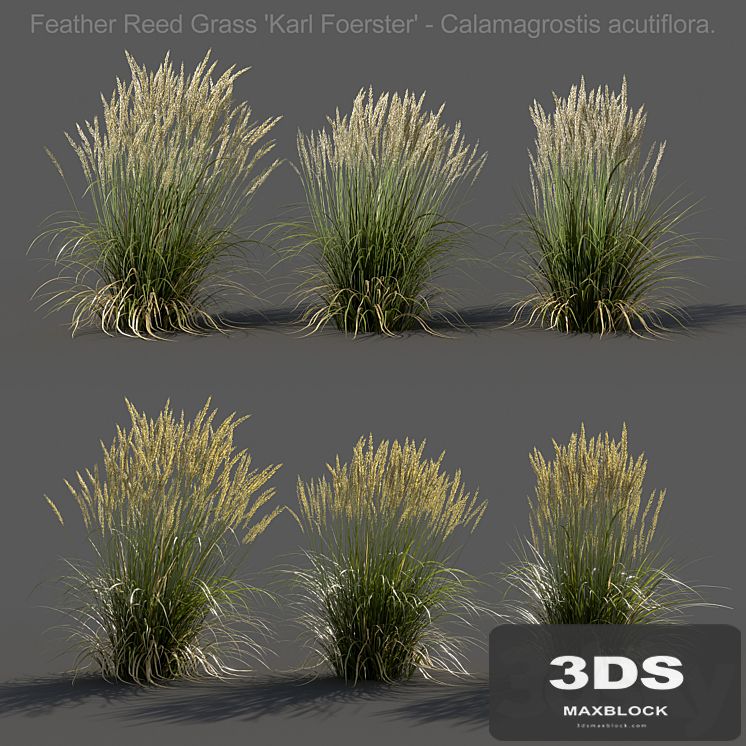 Feather Reed Grass - Calamagrostis acutiflora - Low