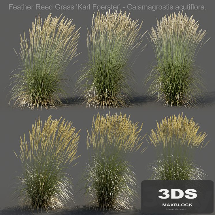 Feather Reed Grass - Calamagrostis acutiflora - High