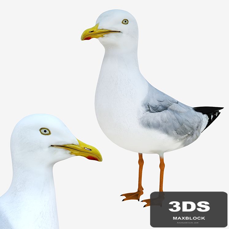 Gull
