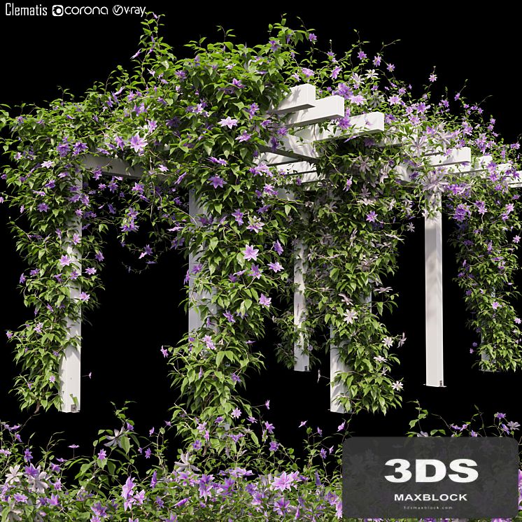 Clematis 03