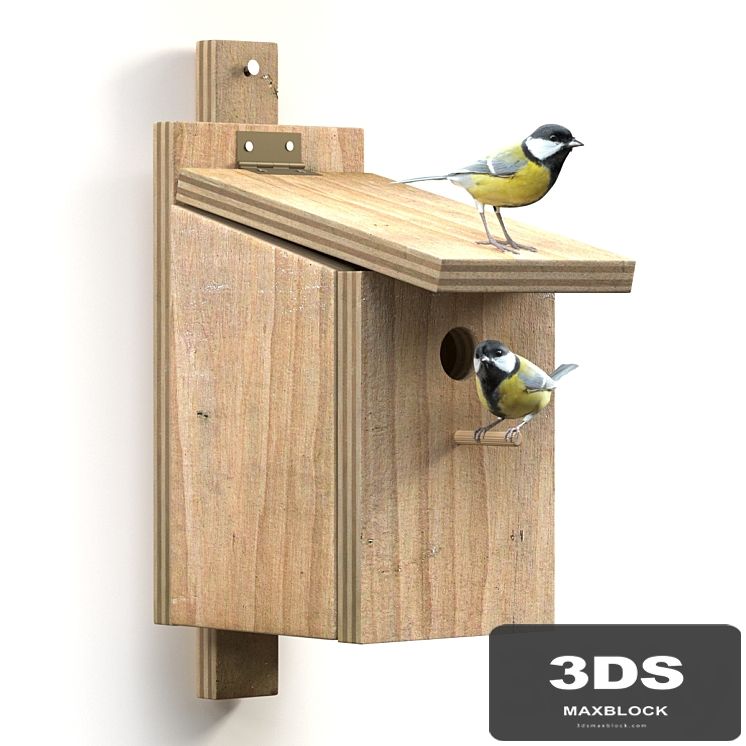 Great Tits at artificial nest