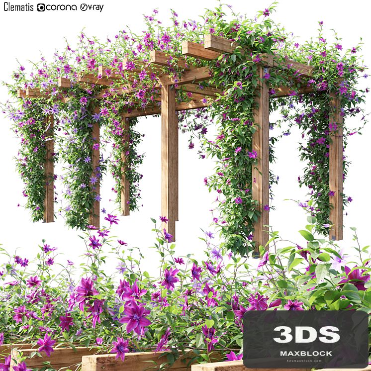 Clematis 04