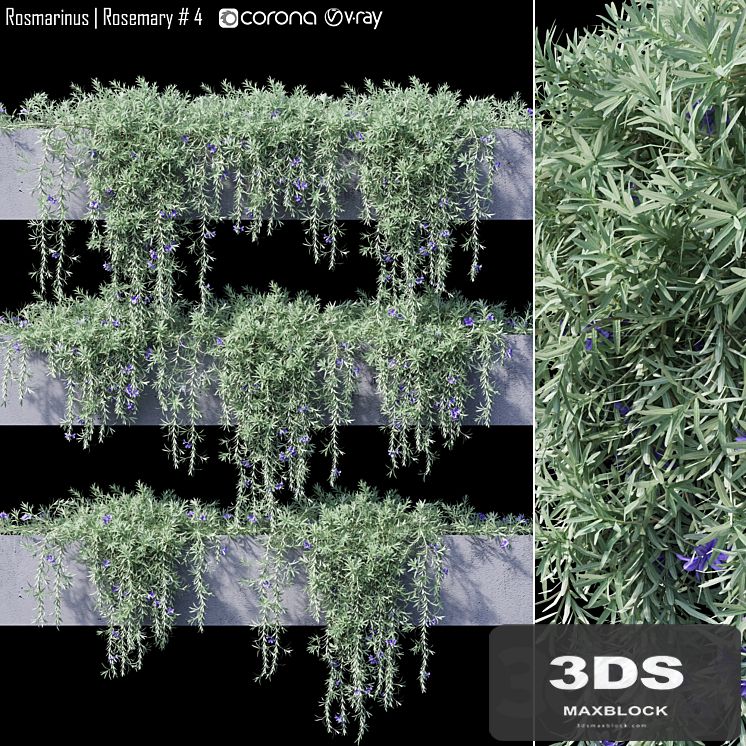 Rosmarinus | Rosemary # 4
